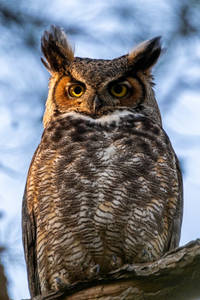 Local photographer captures elusive local wildlife — and the National